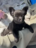 Cruella’s 🤎 , a male French Bulldog for sale in Priddy, TX – 5 of 6