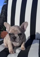 Indi’s F2, a female French Bulldog for sale in Priddy, TX – 2 of 6