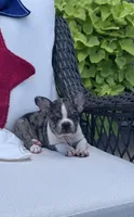 Panda’s M1 💙, a male Frenchton for sale in Priddy, TX – 6 of 10