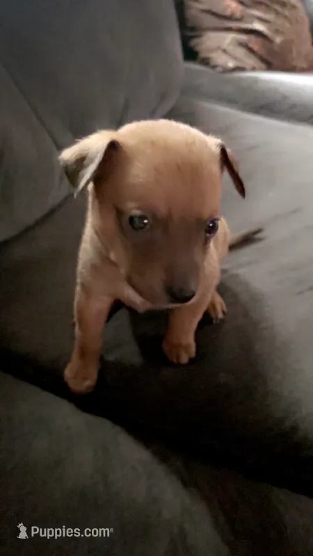 Spot Tina  – Chihuahua puppy for sale in Dubuque, IA