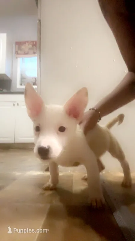 Twin 2 Art  – Chihuahua puppy for sale in Dubuque, IA