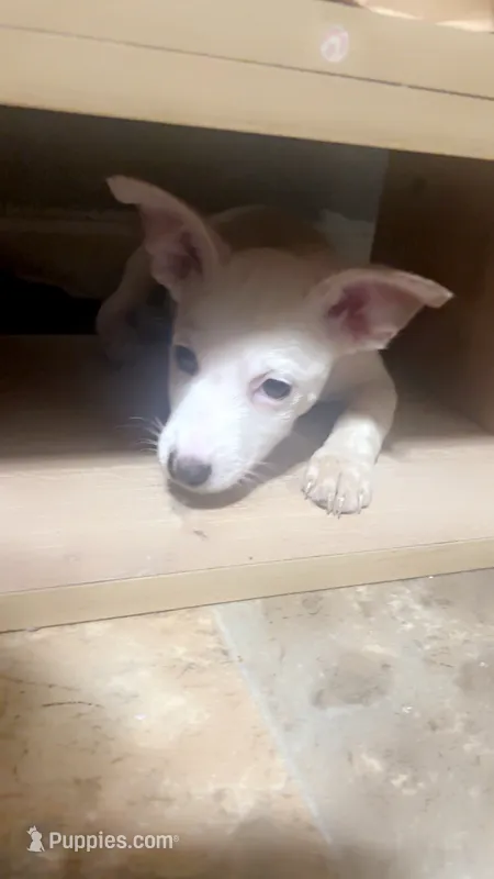 Twin 1 Arthur – Chihuahua puppy for sale in Dubuque, IA