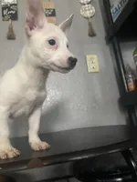Twin 1 Arthur, a male Chihuahua for sale in Dubuque, IA – 2 of 2