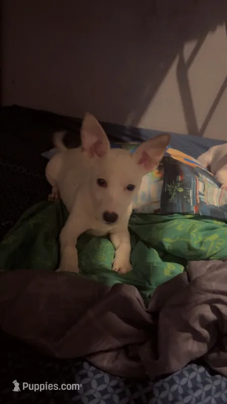 Twin 1 Arthur – Chihuahua puppy for sale in Dubuque, IA