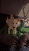 Twin 1 Arthur, a male Chihuahua for sale in Dubuque, IA – 1 of 1