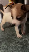 Oreo, a female Chihuahua for sale in Dubuque, IA – 1 of 1