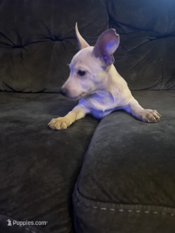Pebbles – Chihuahua puppy for sale in Dubuque, IA