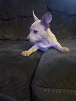 Pebbles, a female Chihuahua for sale in Dubuque, IA – 1 of 2
