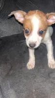 Chungus, a female Chihuahua for sale in Dubuque, IA – 1 of 1