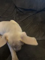 Pebbles, a female Chihuahua for sale in Dubuque, IA – 2 of 2