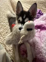 Bella, a female Alaskan Husky for sale in Durham, NC – 6 of 10
