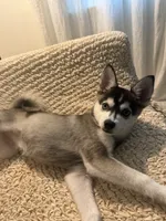 Bella, a female Alaskan Husky for sale in Durham, NC – 9 of 10