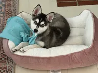 Bella, a female Alaskan Husky for sale in Durham, NC – 2 of 10