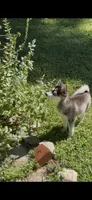 Bella, a female Alaskan Husky for sale in Durham, NC – 10 of 10