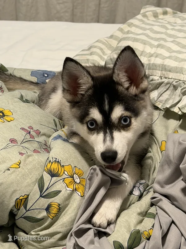 Bella – Alaskan Husky puppy for sale in Durham, NC