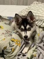 Bella, a female Alaskan Husky for sale in Durham, NC – 1 of 10
