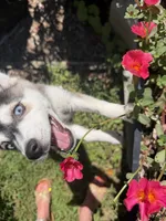 Bella, a female Alaskan Husky for sale in Durham, NC – 5 of 10