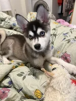 Bella, a female Alaskan Husky for sale in Durham, NC – 8 of 10