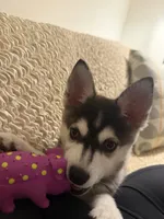 Bella, a female Alaskan Husky for sale in Durham, NC – 7 of 10