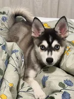 Bella, a female Alaskan Husky for sale in Durham, NC – 3 of 10