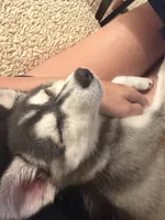 Bella, a female Alaskan Husky for sale in Durham, NC – 4 of 10