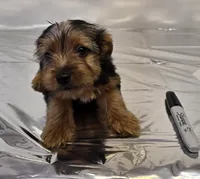 Mommy baby, a male Yorkshire Terrier for sale in Tipton, IN – 2 of 4