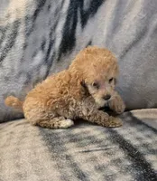 Ginger, a female Poodle - Toy  for sale in Elwood, IN – 2 of 6