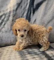 Ginger, a female Poodle - Toy  for sale in Elwood, IN – 4 of 6