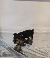 Mommy baby, a male Yorkshire Terrier for sale in Tipton, IN – 3 of 4