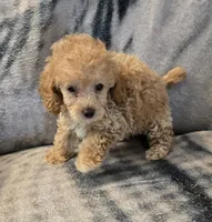 Ginger, a female Poodle - Toy  for sale in Elwood, IN – 5 of 6