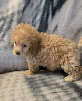 Ginger, a female Poodle - Toy  for sale in Elwood, IN – 3 of 6
