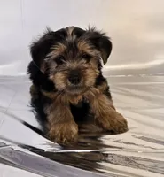 Mommy baby, a male Yorkshire Terrier for sale in Tipton, IN – 1 of 4