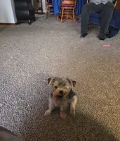 Lilly, a female Yorkshire Terrier for sale in Tipton, IN – 5 of 5