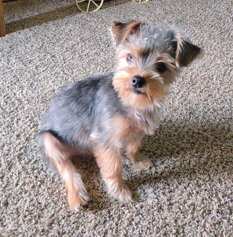 Lilly – Yorkshire Terrier puppy for sale in Tipton, IN