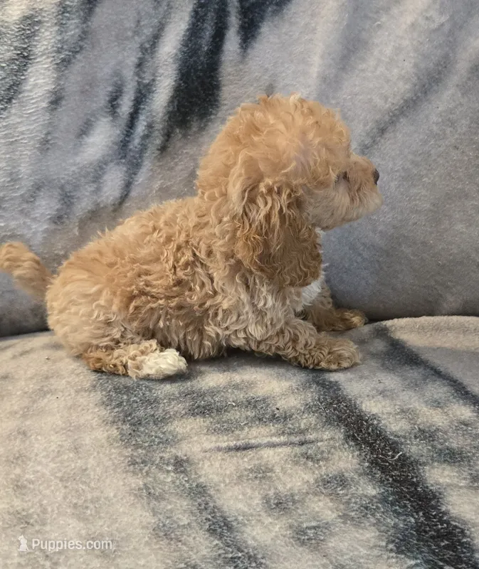 Ginger – Poodle - Toy  puppy for sale in Elwood, IN