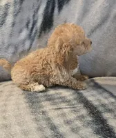 Ginger, a female Poodle - Toy  for sale in Elwood, IN – 1 of 6