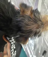 Mommy baby, a male Yorkshire Terrier for sale in Tipton, IN – 4 of 4