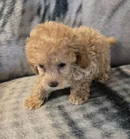 Ginger, a female Poodle - Toy  for sale in Elwood, IN – 6 of 6
