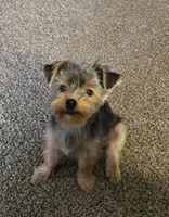 Lilly, a female Yorkshire Terrier for sale in Tipton, IN – 3 of 5