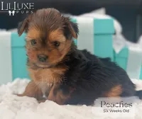 Peaches, a female Yorkshire Terrier for sale in Scottsdale, AZ – 3 of 10