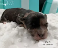 Yale, a male Shorkie for sale in Scottsdale, AZ – 7 of 10