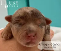 Cappuccino, a female Yorkshire Terrier for sale in Scottsdale, AZ – 2 of 10