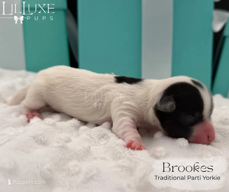 Brookes – Yorkshire Terrier puppy for sale in Scottsdale, AZ