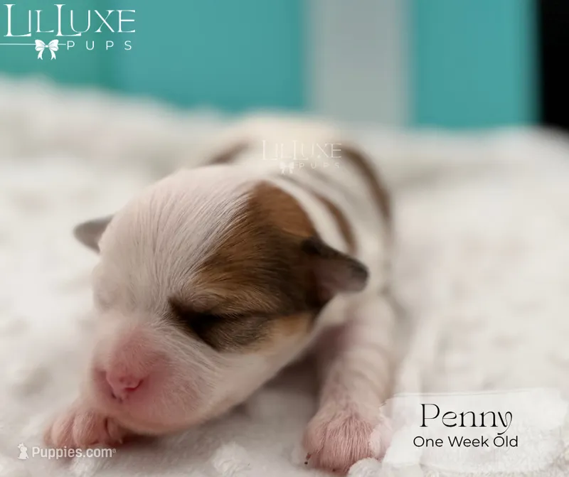 Penny – Shorkie puppy for sale in Scottsdale, AZ