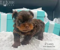 Posie, a female Yorkshire Terrier for sale in Scottsdale, AZ – 8 of 9