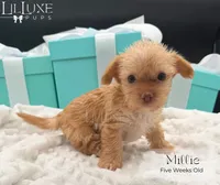 Millie, a female Yorkshire Terrier for sale in Scottsdale, AZ – 2 of 10