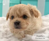 Austin, a male Morkie for sale in Scottsdale, AZ – 2 of 10