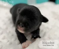 Rhodes, a male Shorkie for sale in Scottsdale, AZ – 9 of 9