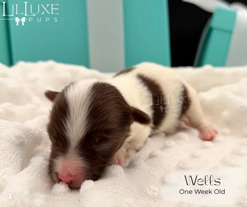 Wells – Yorkshire Terrier puppy for sale in Scottsdale, AZ