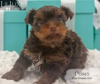 Posie, a female Yorkshire Terrier for sale in Scottsdale, AZ – 5 of 9